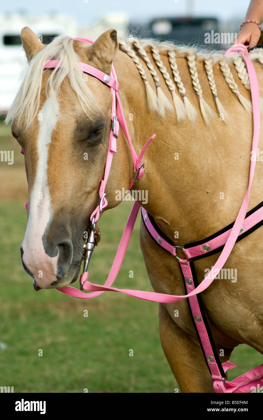 Pferd mit geflochtener Mähne und rosa Zaum Stockfoto