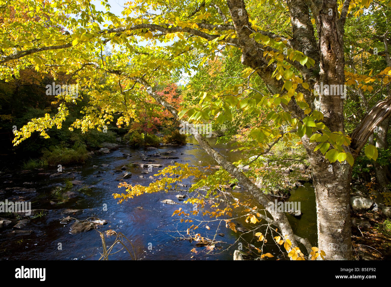 Cameron s Lake Provincial Park Nova Scotia Kanada Stockfoto