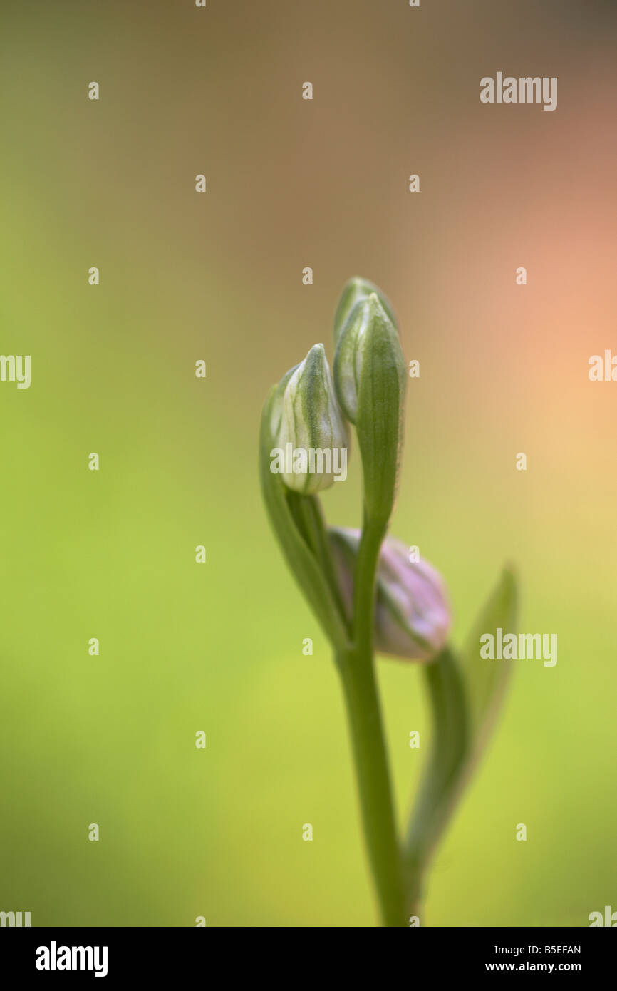 Knospen der wilden Biene Orchidee (Ophrys Apifera) auf einer Wiese Norfolk UK Stockfoto