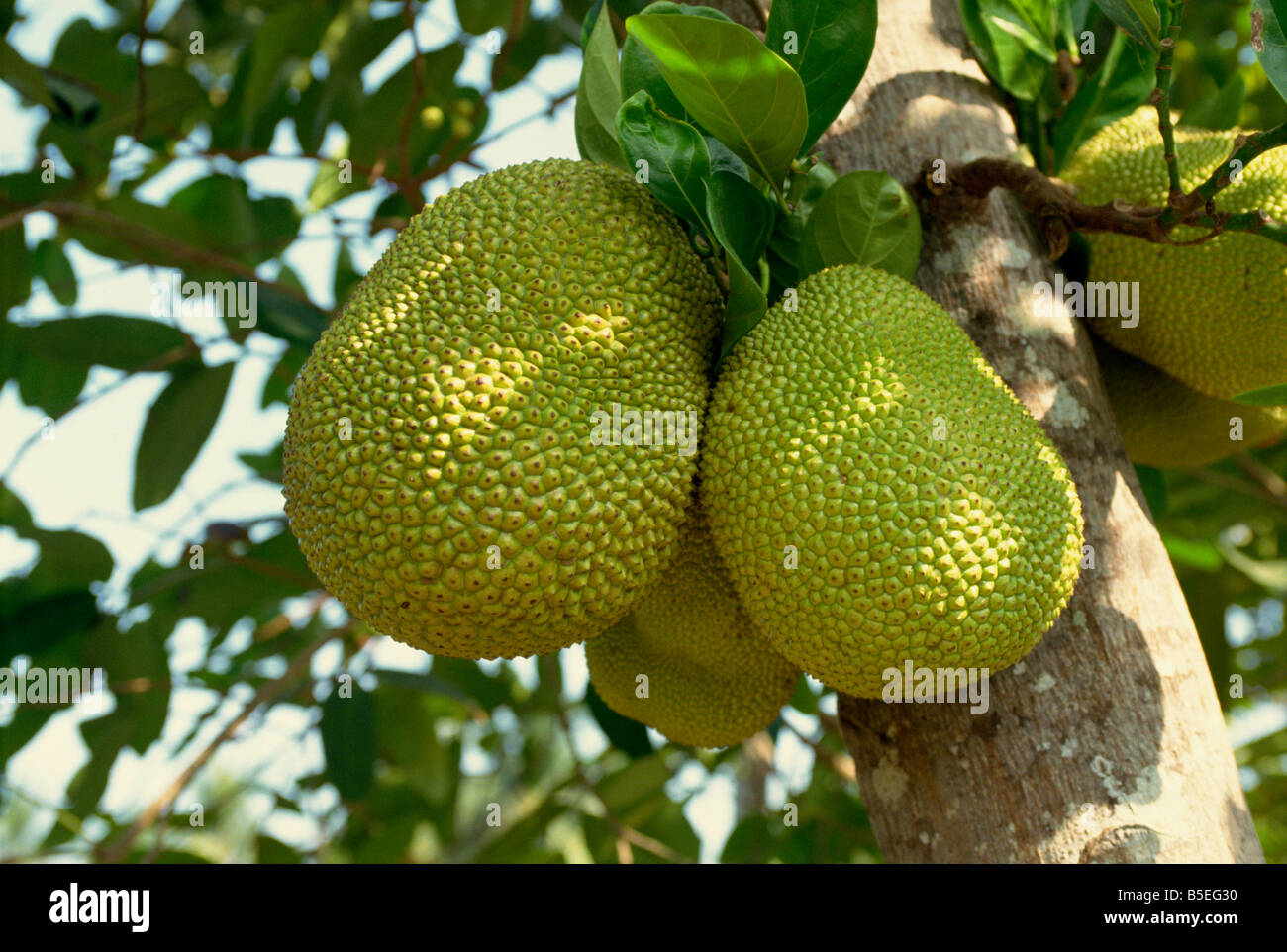 Jackfrucht Jak Frucht auf einem Baum im Mekong-Delta Bereich Vietnam Indochina Südost-Asien Asien Stockfoto
