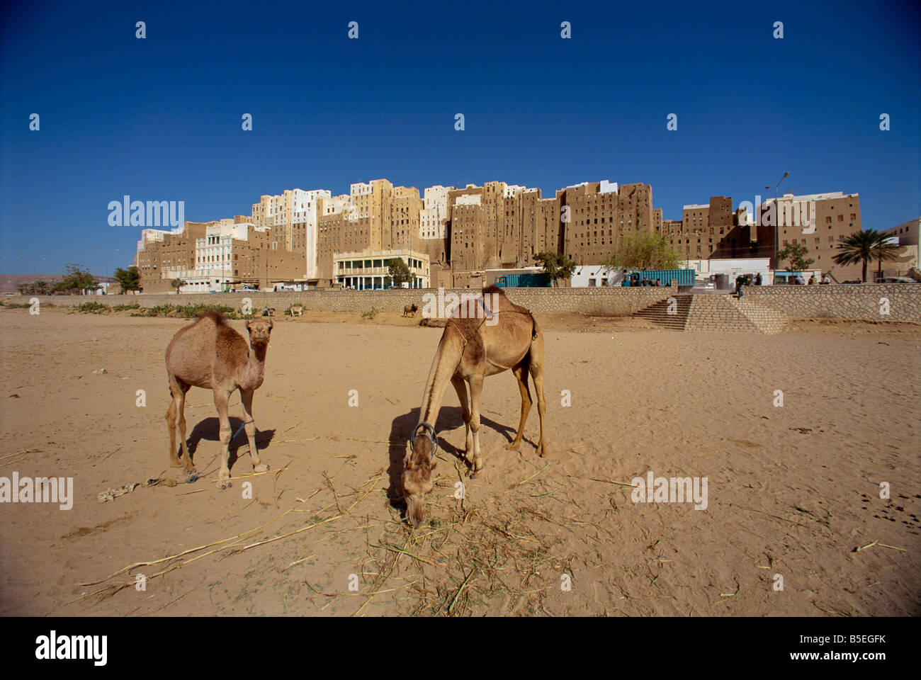 Kamele, mit dem Rücken die hohen Schlamm gemauerten Bungalows auf der Südseite der ummauerten Stadt Shibam über Wadi Hadramaut, Jemen Stockfoto