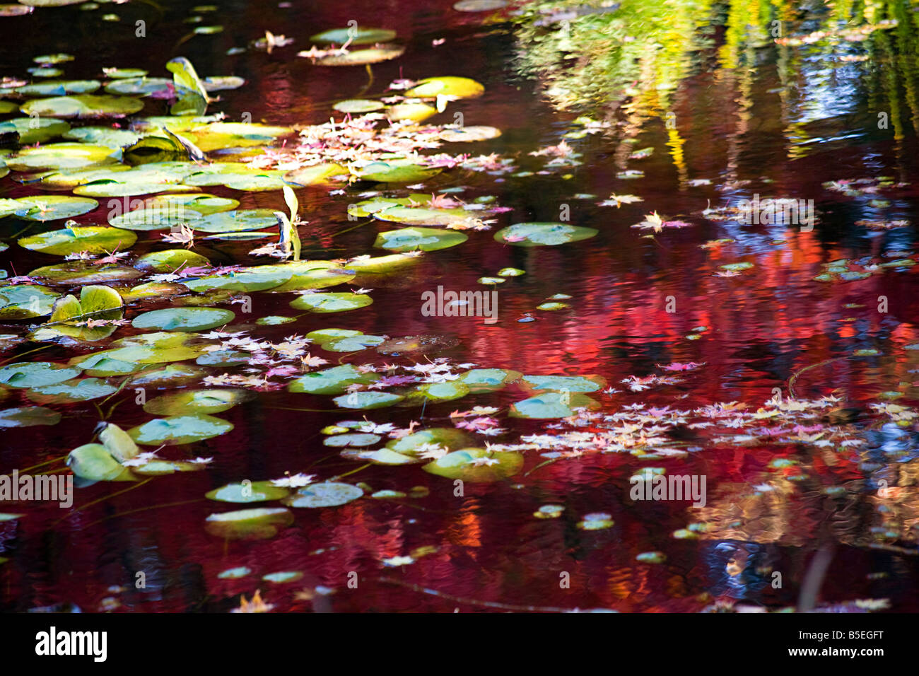 Seerosen fallen Farben Wasser Reflexionen gelb grün rot blau Van Dusen Gardens Vancouver British Columbia Kanada Stockfoto