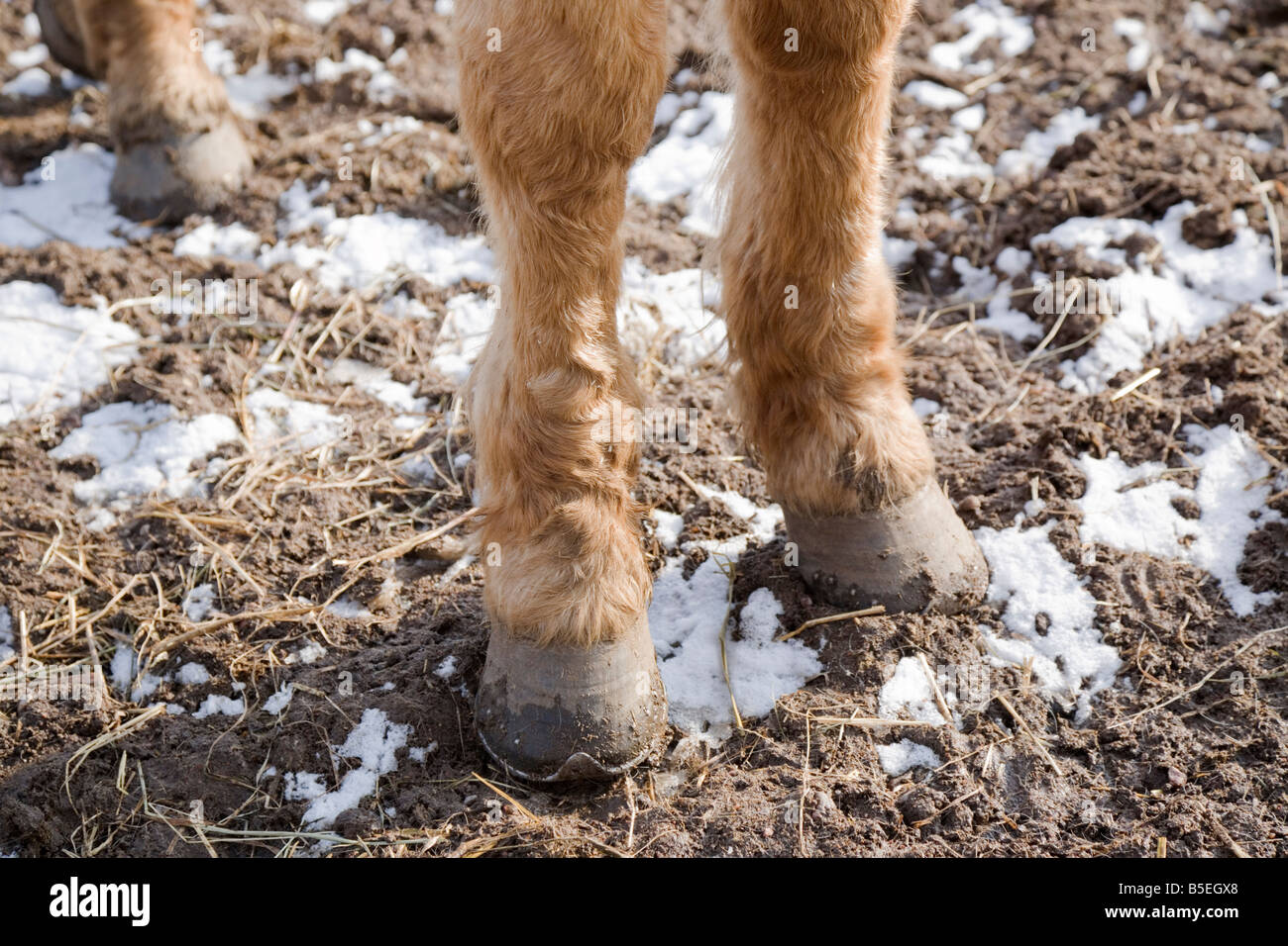 Beine von Red dun russischen baschkirischen Pferd Stockfoto