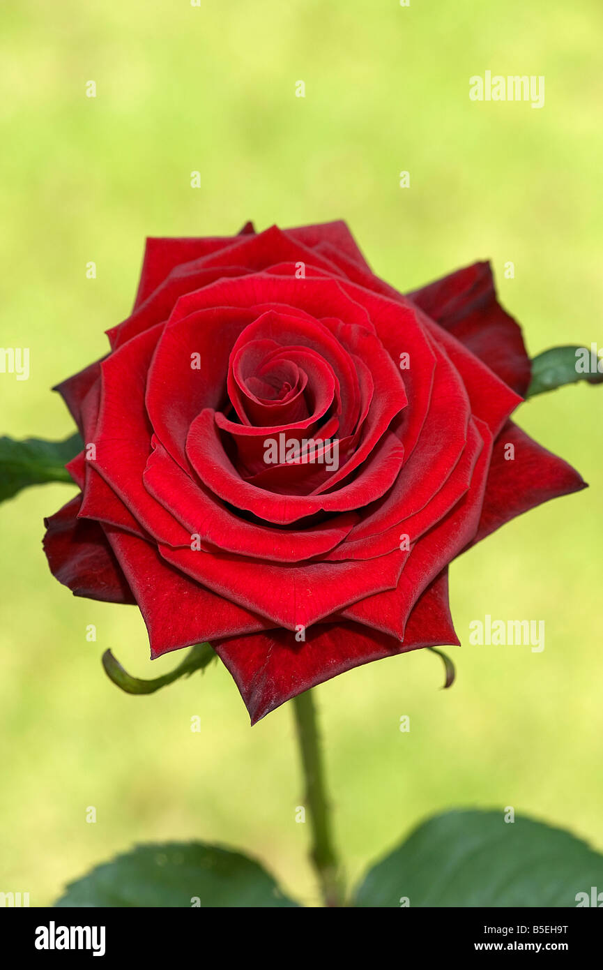 Eine rote rose in der Sonne Stockfoto