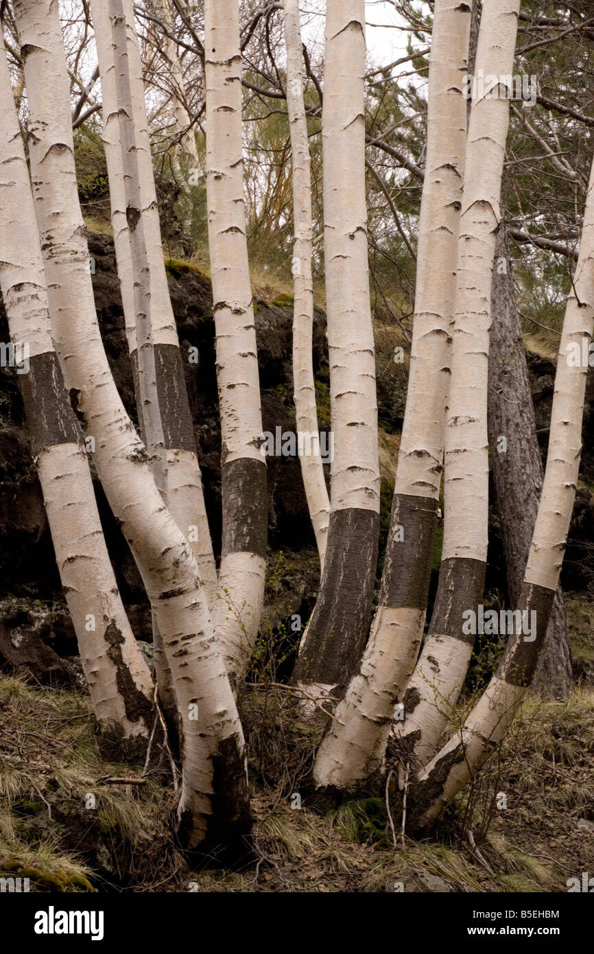 Hain der Ätna Birken Betula Aetnensis am Ätna Sizilien Stockfoto