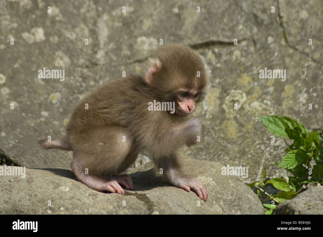 Neugeborenen japanischen Makaken oder Schnee Affe Macaca Fuscata Jigokudani Monkey Park Shiga Höhen Insel Honshu, Japan Stockfoto