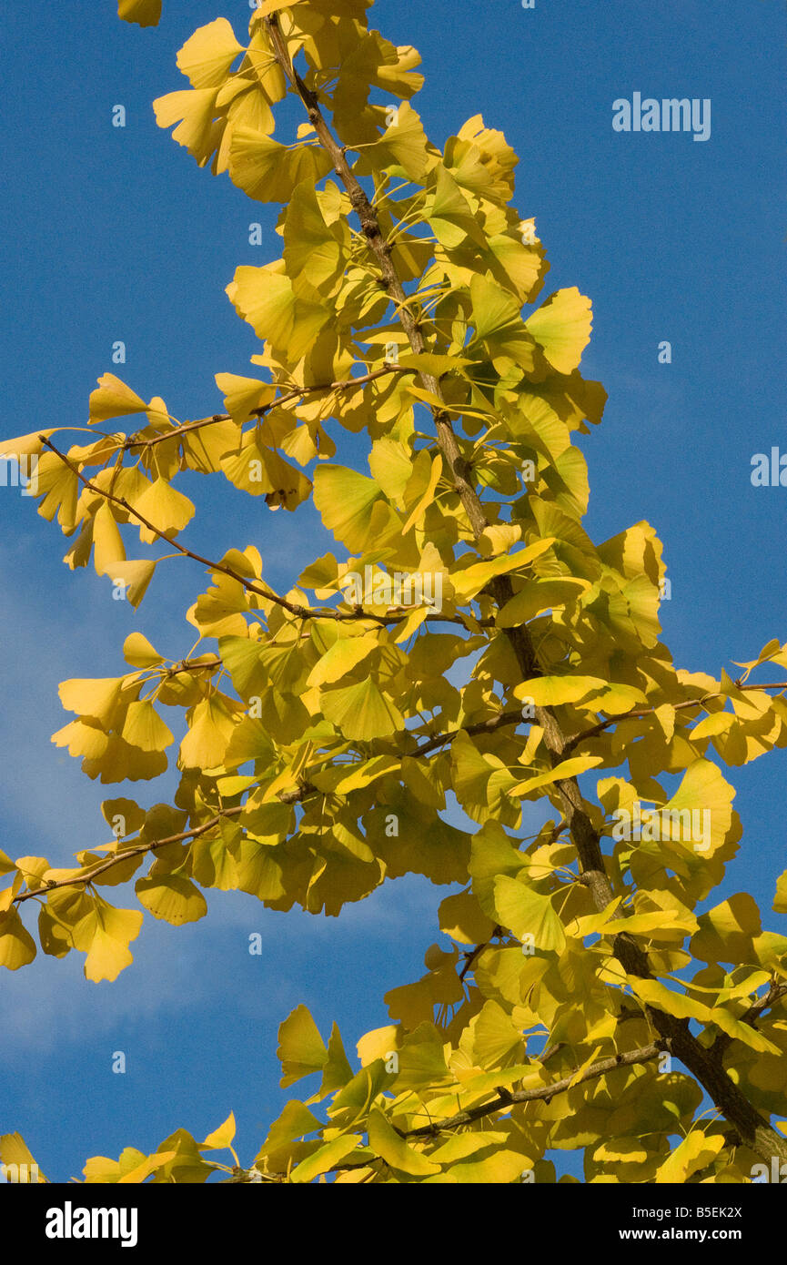 Tausend Baum Ginkgo Biloba drehen Farbe im Herbst Stockfoto