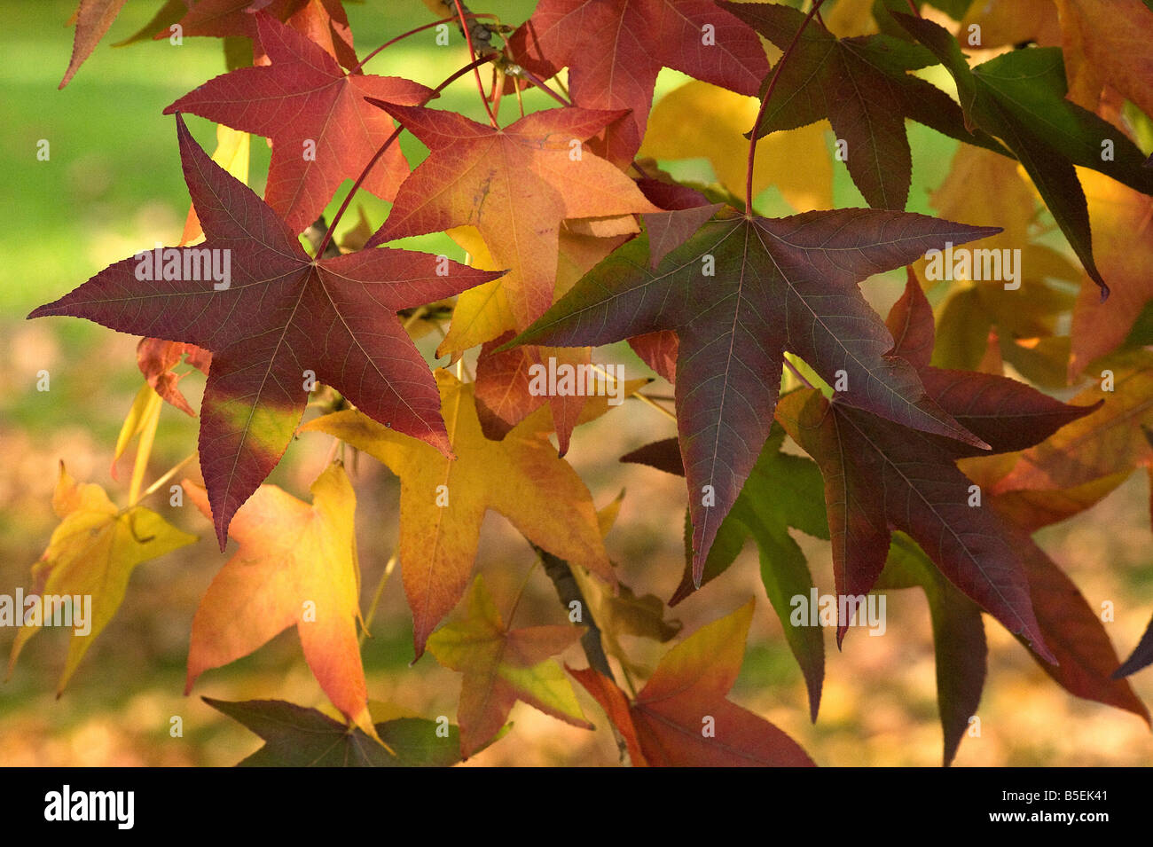 Amberbaum Liquidambar Blätter färben von gelb bis rot Stockfoto