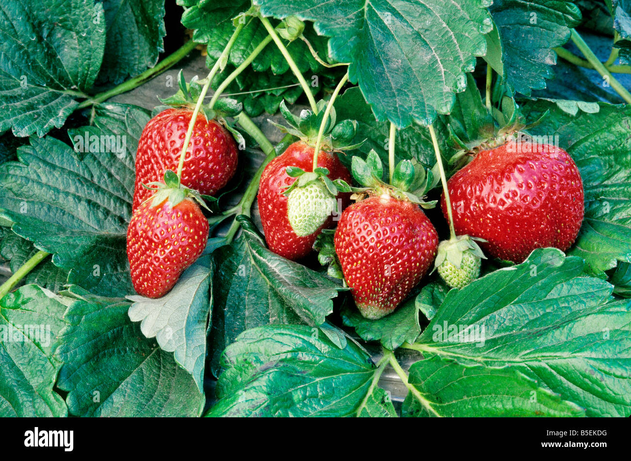 Reife Erdbeeren auf Reben wachsen. Stockfoto