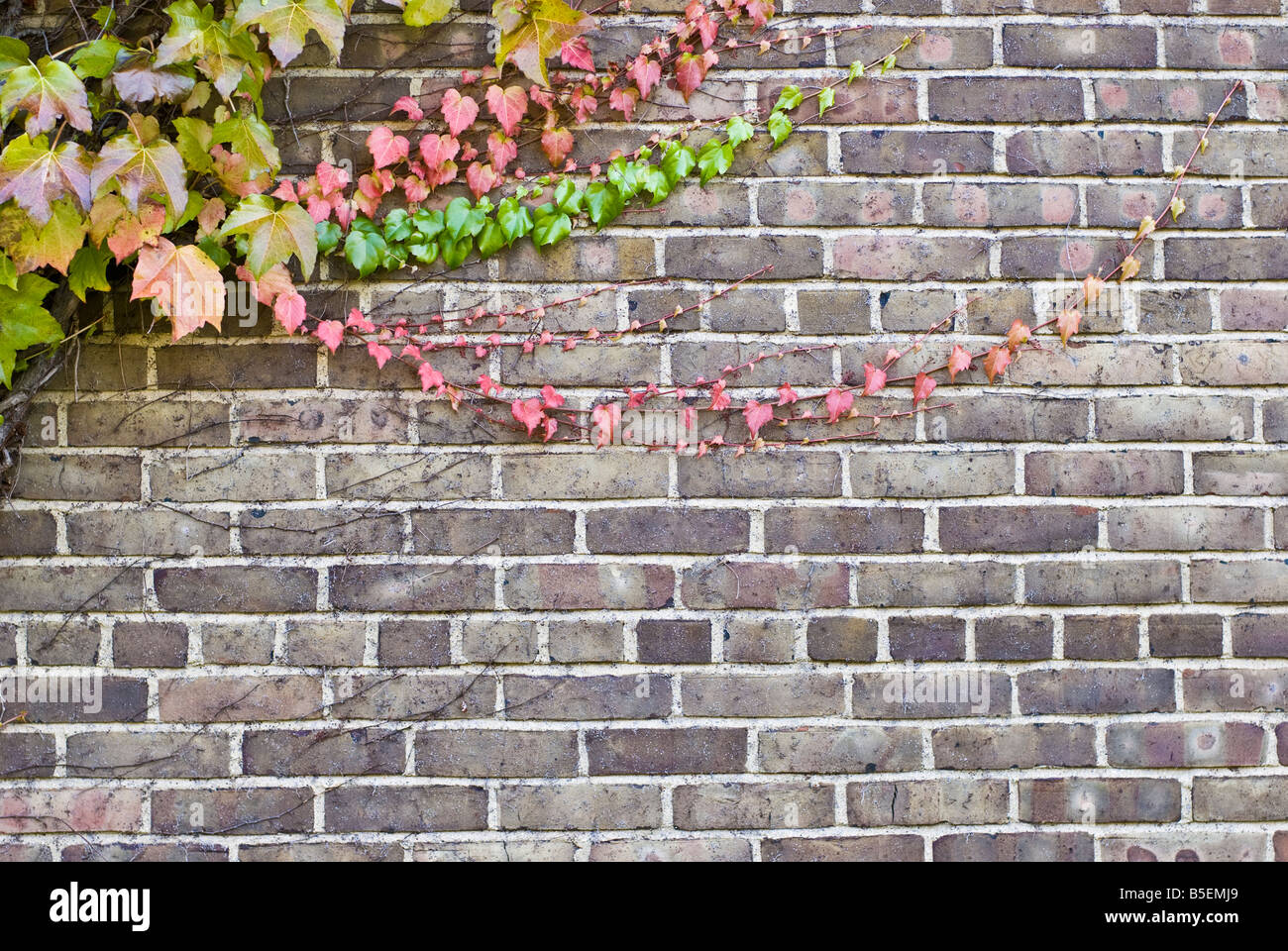 Efeu an einer Mauer rot im Herbst Stockfoto