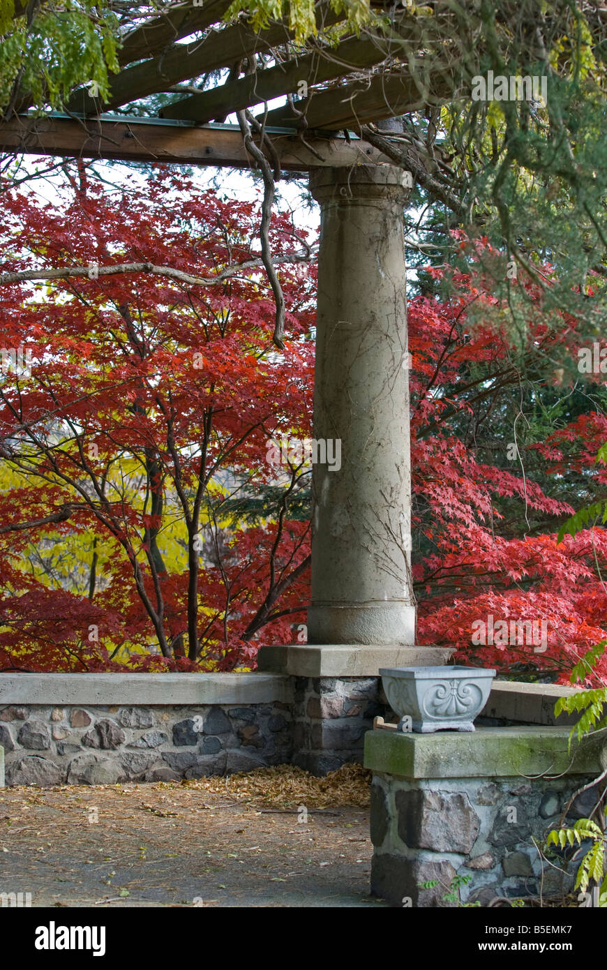Brillant rot-Ahorn über Steinmauer im Herbst Stockfoto