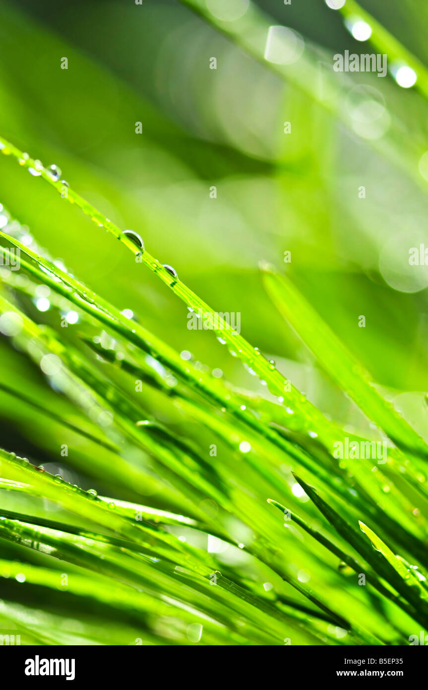 Natürlichen Hintergrund der taufrischen grünen Grashalme hautnah Stockfoto
