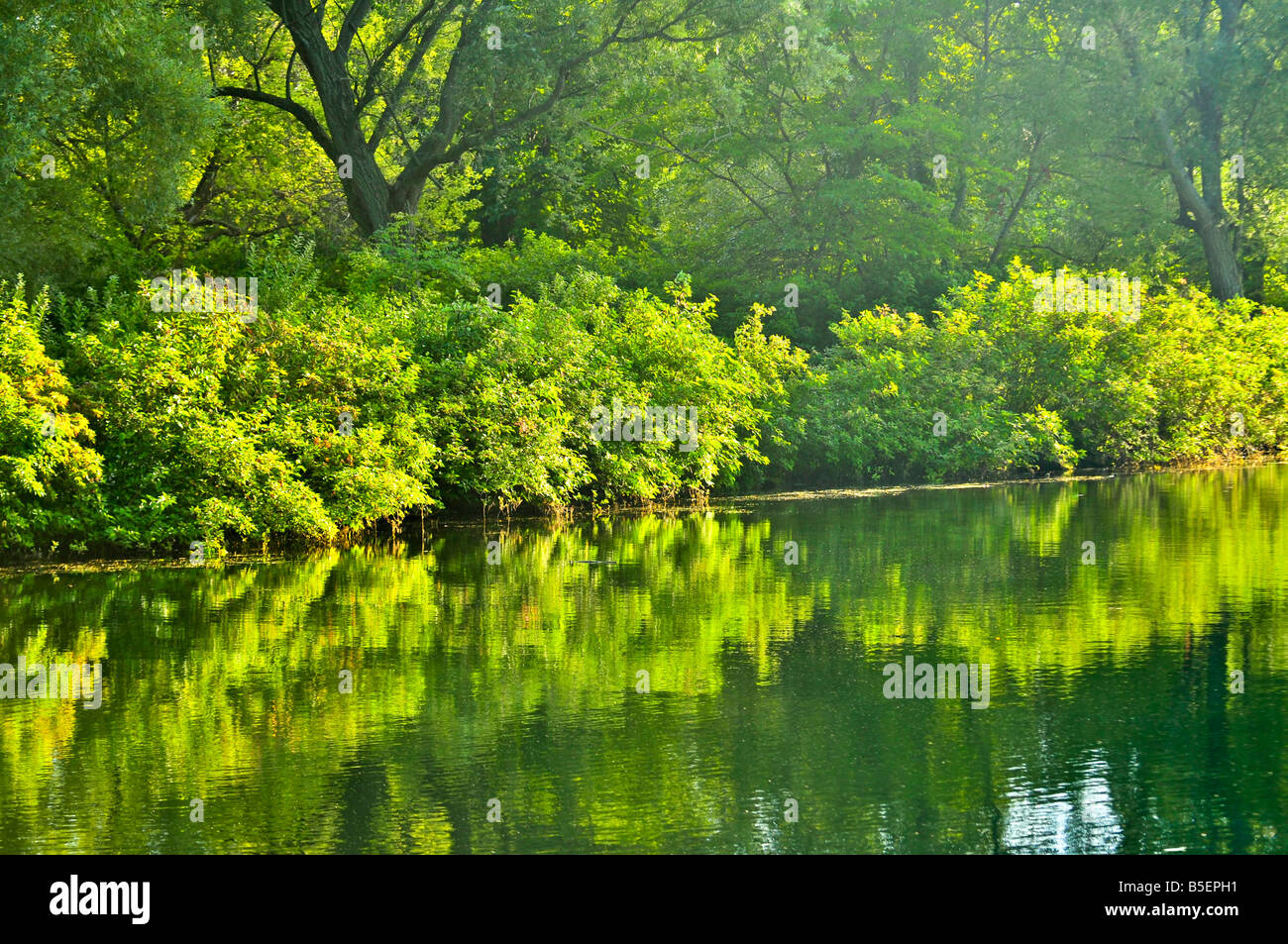 Reflexion von grünen Bäumen in ruhigem Wasser Stockfoto