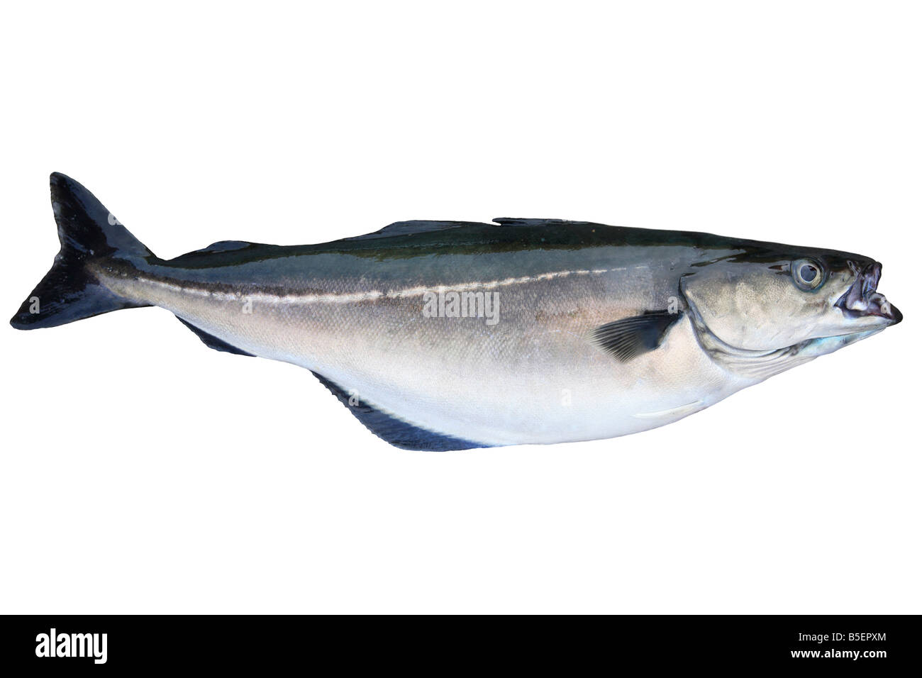 Seelachs, Köhler, Atlantic Seelachs, Pollack, Köhler, lateinisch: Pollachius Virens; gefangen in Island (Ausschnitt) Stockfoto