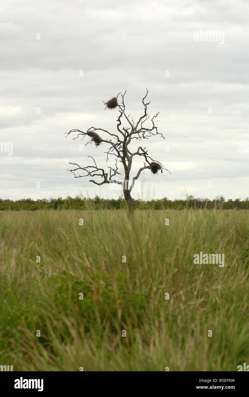 Ein Baum mit Vogelnester im Krüger Nationalpark in Südafrika Stockfoto