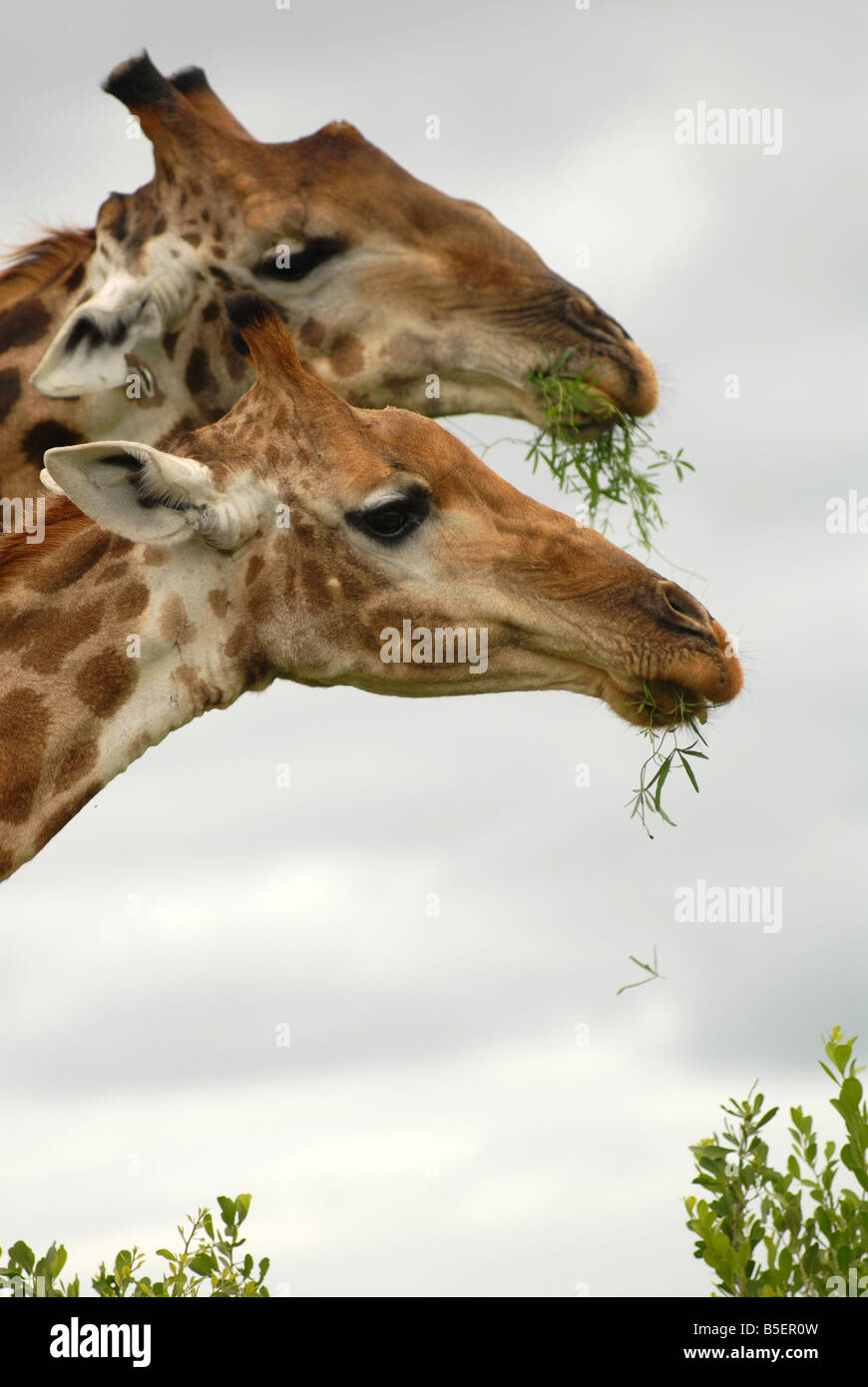 Giraffen füttern auf einen Baum im Krüger Nationalpark, Südafrika. Foto: Eva-Lotta Jansson Stockfoto