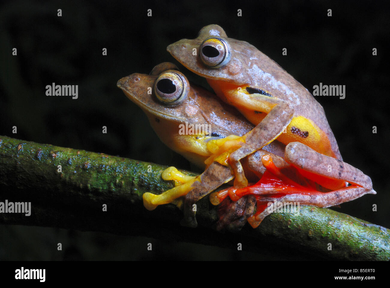 Rhacophorus Cf Rhodogaster-Paarung. Eine Art von gleiten Frosch. Arunachal Pradesh. Indien. Stockfoto