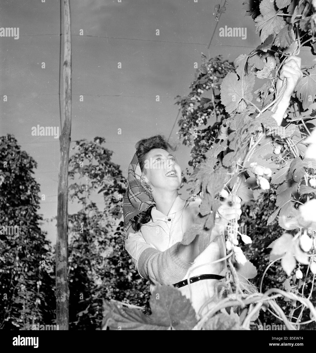 Hop-Picker Pat Johnson bei der Arbeit in der Grafschaft Kent. &#13; &#10; 2. September 1954 Stockfoto