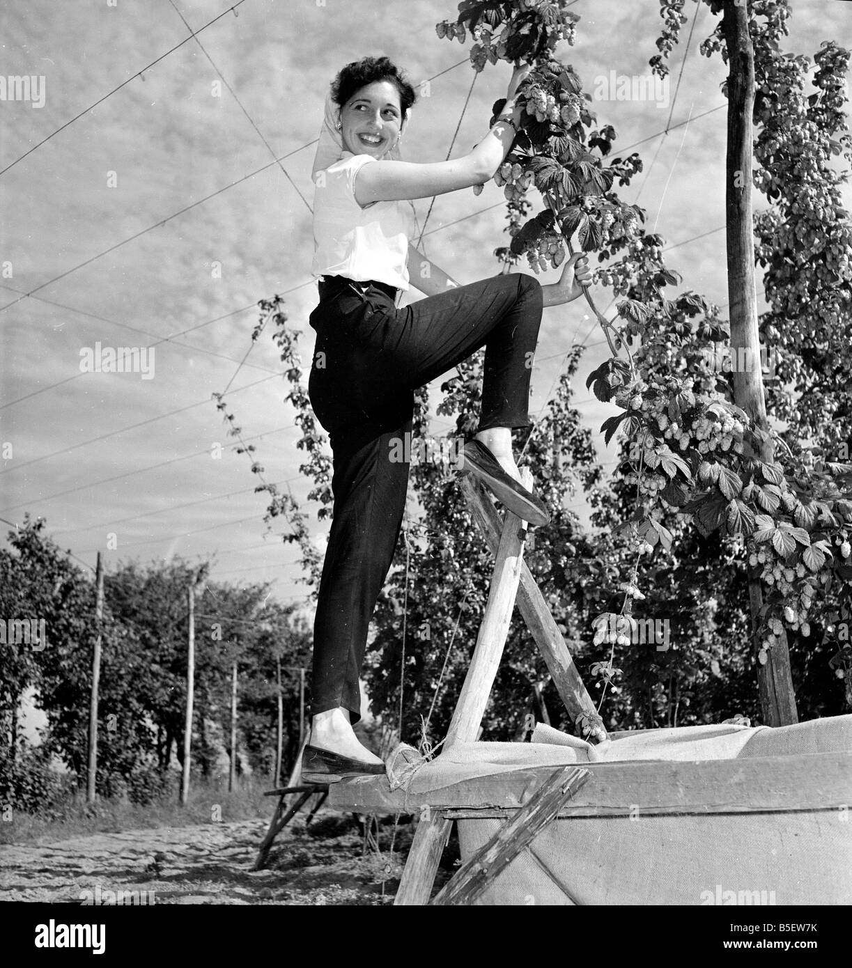 Hop Picker Pearl Redman am Arbeitsplatz in der Grafschaft Kent &#13; &#10; 2. September 1954 Stockfoto