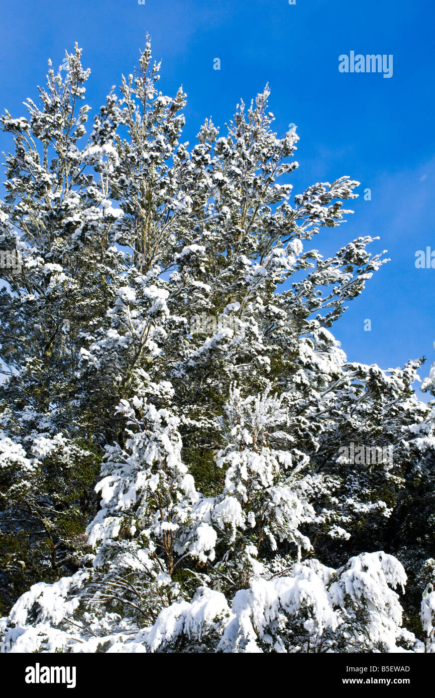 Australien Tasmanien Cradle Mt Lake St. Clair National Park Schnee bedeckt einheimischen Busch und Wald im Nationalpark Stockfoto