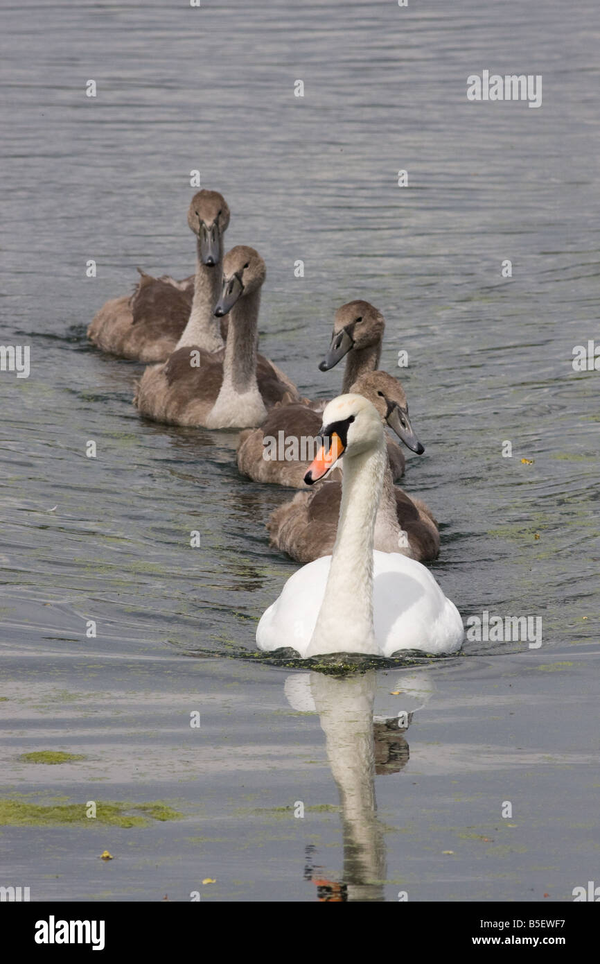 Höckerschwan und Cygnets, Schwimmen in Linie Stockfoto