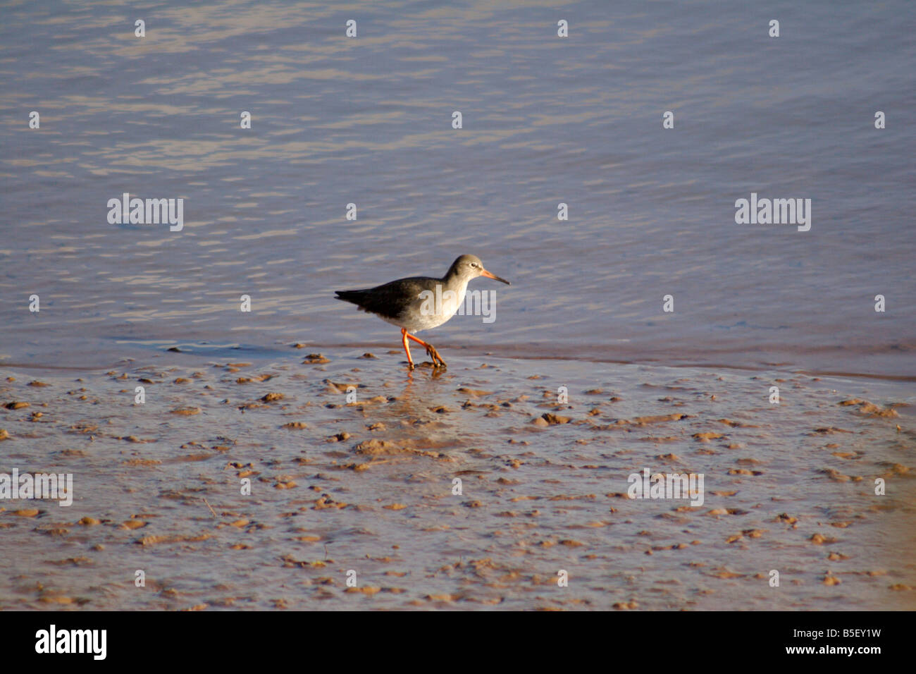 Rotschenkel (Tringa Totanus) waten in den Küstengewässern, Exe Mündung, Devon, England Stockfoto