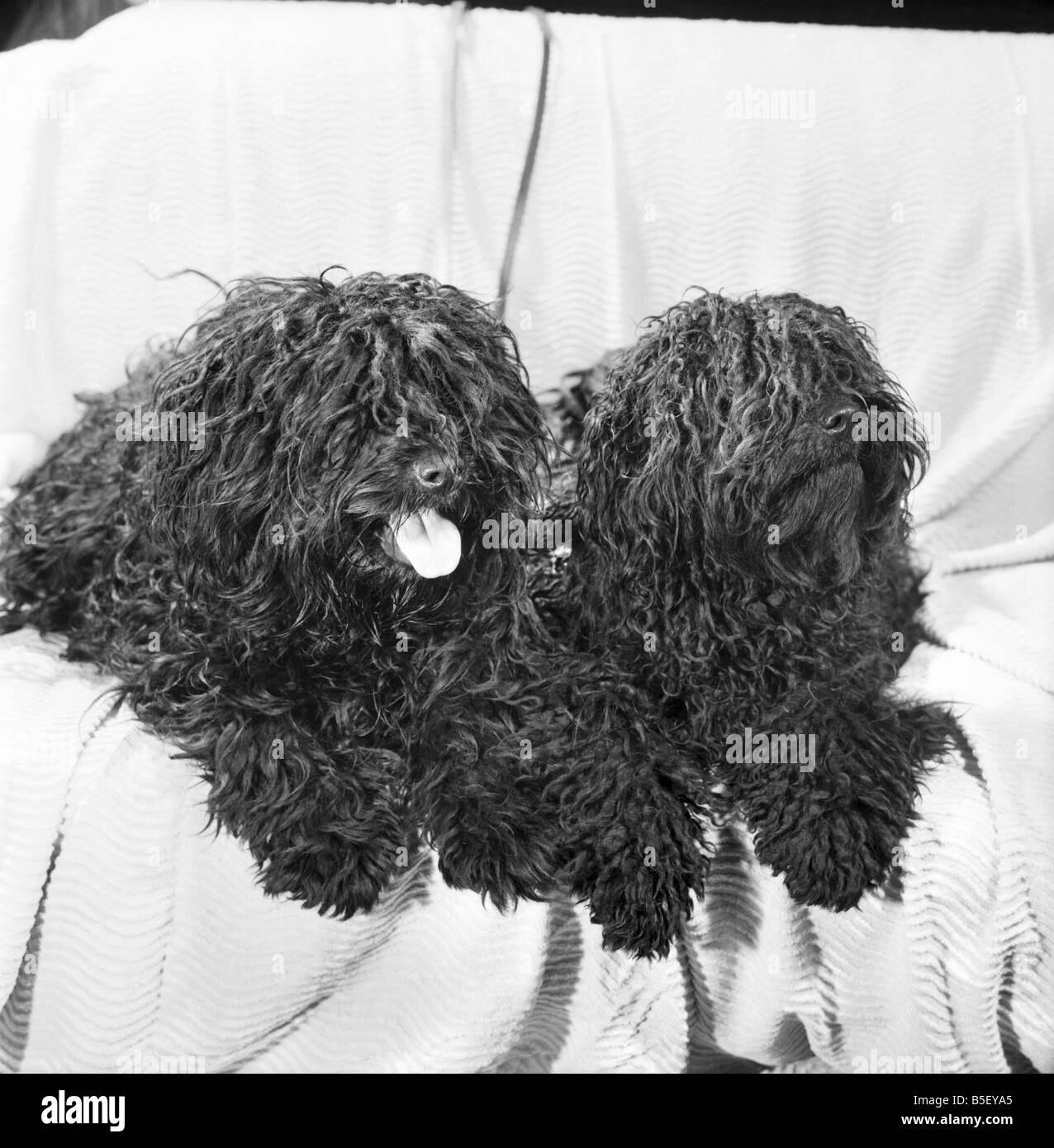 Sie suchen nach zwei Puli - ungarische Hütehunde, die zum ersten Mal überhaupt einen Auftritt auf Crufts machen werden. 1971 Stockfoto