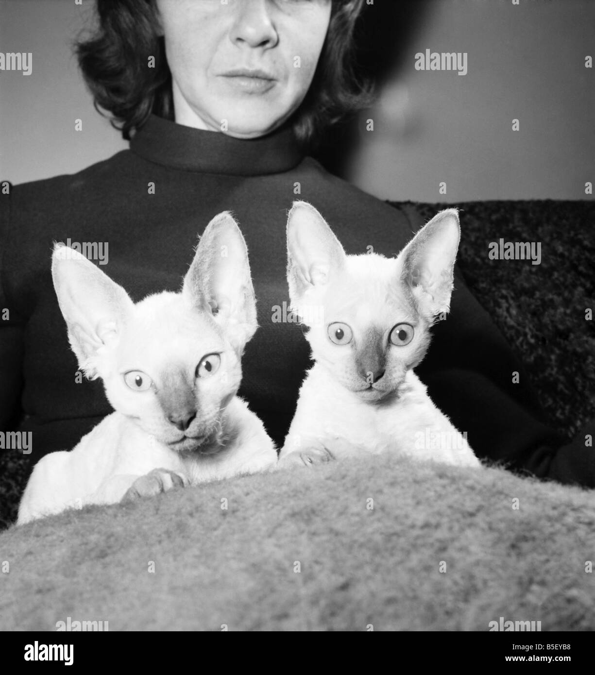Hoddesdon, Herts hat eine neue Art von Kätzchen geboren wurde. 02:10 Woche alt wies Flieder Devon Rex Kätzchen Januar 1974 Stockfoto