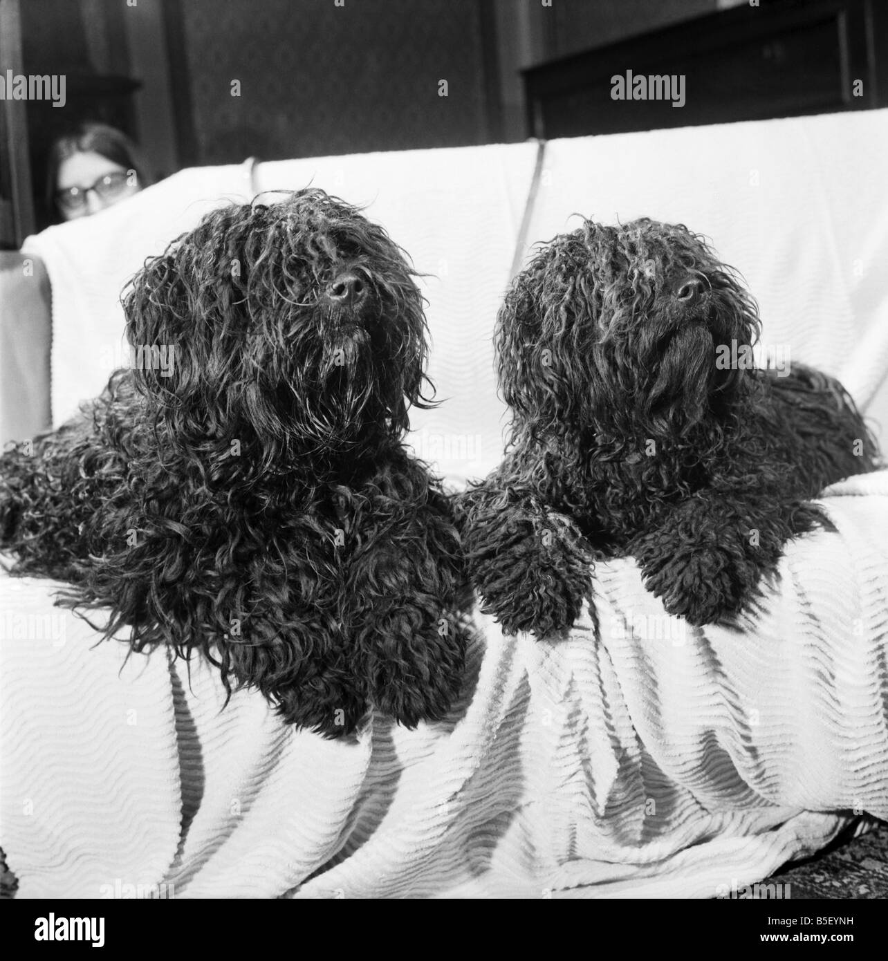 Sie suchen nach zwei Puli - ungarische Hütehunde, die zum ersten Mal überhaupt einen Auftritt auf Crufts machen werden.  1971 Stockfoto