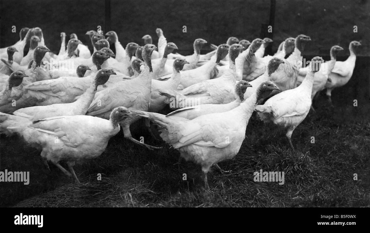 Eine Anzahl von den vielen Tausenden von Puten, die auf dem Weihnachtstisch enden werden. ; Sie sind bis an die Lightbound Green Farm von Mr Will Bradley, in der Nähe von Preston, Lancashire gemästet werden. ; November 1950 Stockfoto