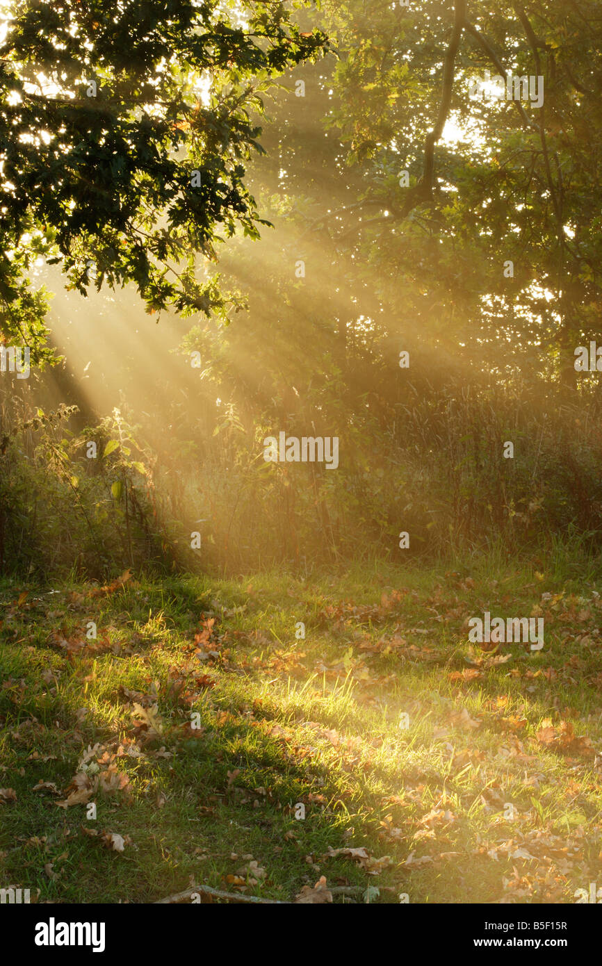 Sonnenstrahlen im Herbst Stockfoto