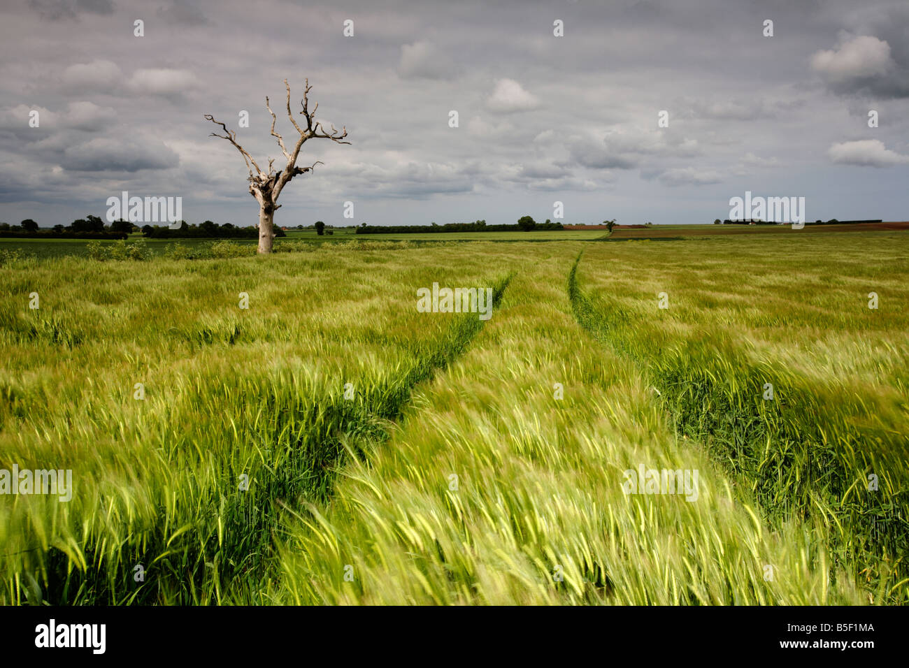 Toter Baum und ein Feld der Gerste während eines Sturms in der Norfolk-Landschaft fotografiert Stockfoto