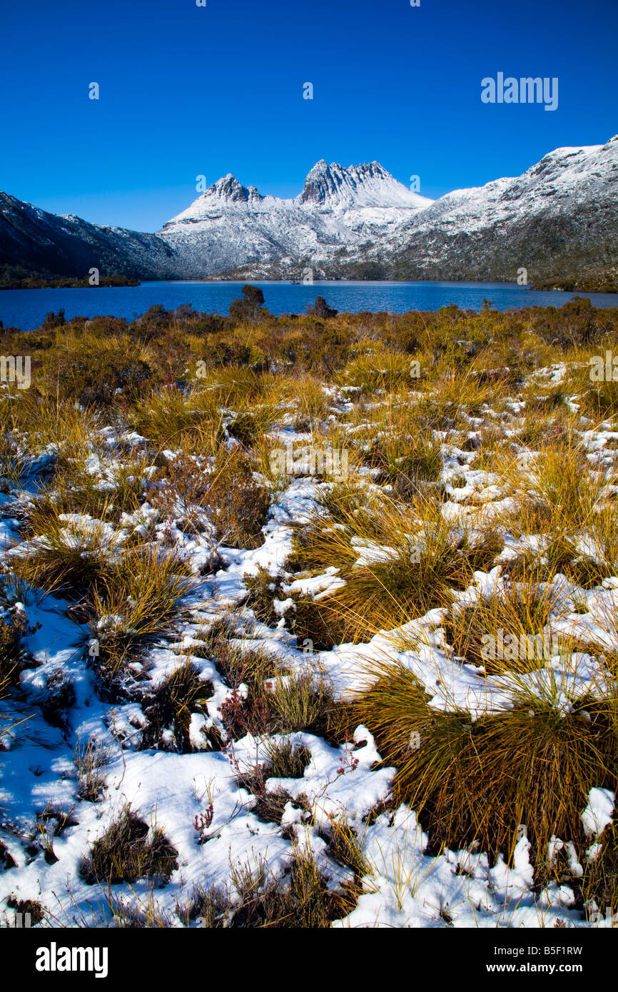 Australien Tasmanien Cradle Mt Lake St. Clair National Park Native Busch in der Nähe von Lake Dove und Cradle mountain Stockfoto