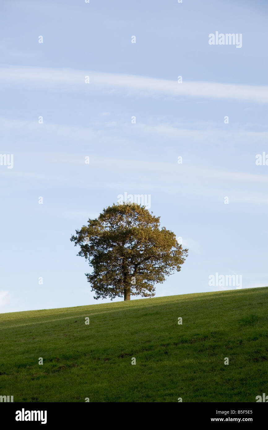 Ein einziger englischer Eiche Baum steht in einem Feld Stockfoto