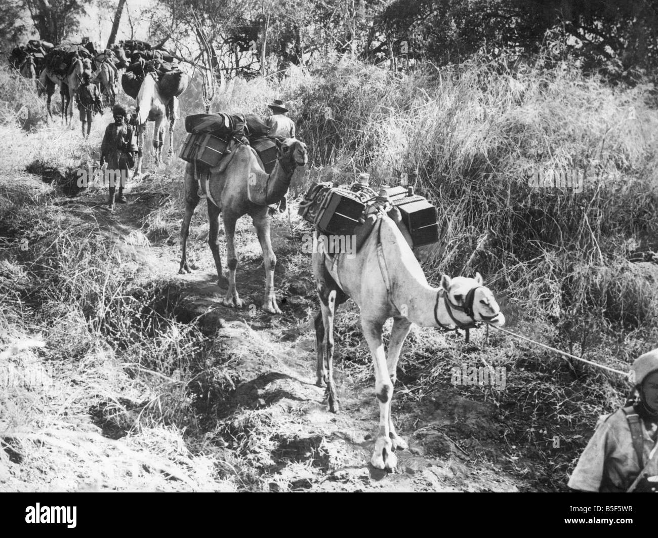 Das erste Bataillon der äthiopischen Truppen unter der Leitung von australischer Offizier und vier NCO Enterted Abessinien in Nordafrika während des zweiten Weltkriegs. Tausende von Läden Munition auf ihrer Wanderung durch den Dschungel voller Kamele; 11. Februar 1941 Stockfoto