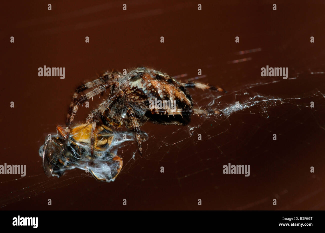 Ein Garten Spinne Araneus Diadematus umschließt eine aufgenommene Drohne fliegen in seiner seidigen Bahnmaterial Stockfoto