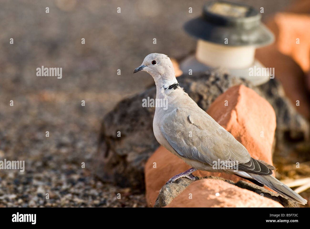 Mourning Dove auf Nahrungssuche für gefallene Samen und Getreide in den Felsen. Stock Fotografie von cahyman Stockfoto