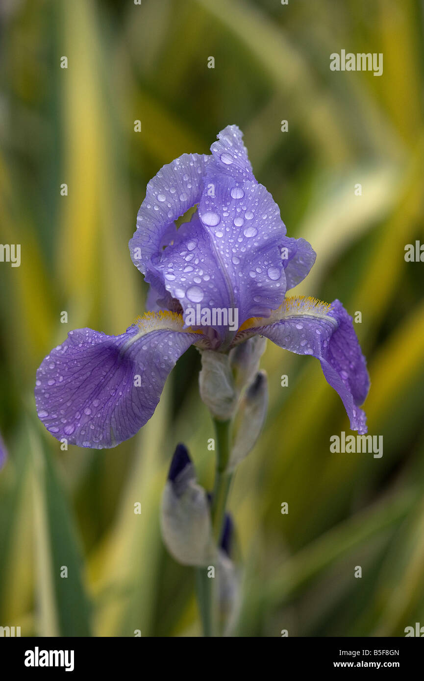 Regentropfen auf Iris Pallida Variegata Blütenblätter Stockfoto