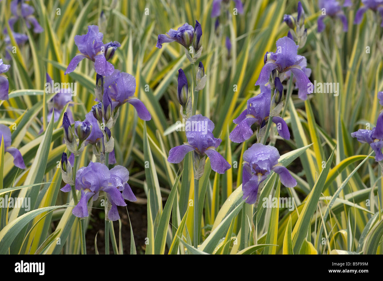 Regentropfen auf Iris Pallida variegata Stockfoto
