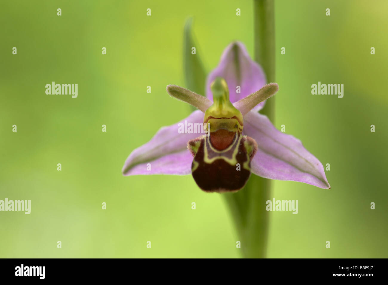 Wilde Biene Orchidee (Ophrys Apifera) auf einer Wiese Norfolk UK Stockfoto