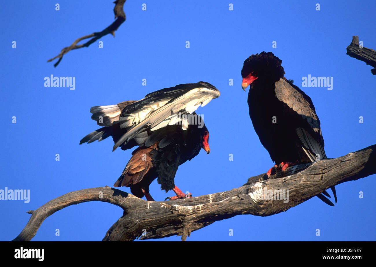 Bateleur Terathopius Ecaudatus Kalagadi Transfrontier Park in Südafrika Stockfoto