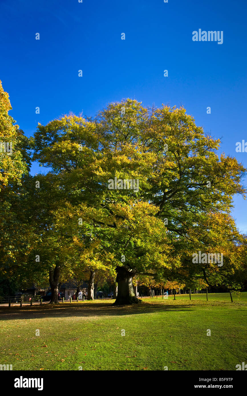 Buche im Herbst Thorp Perrow Bedale Yorkshire Stockfoto