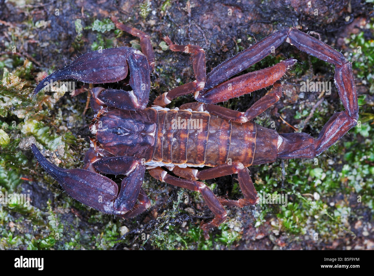 Chaerilus pictus Familie: chaerilidae männlich. Eine extrem seltene Arten von Scorpion. Zum trans Himalaya Wälder beschränkt. Stockfoto