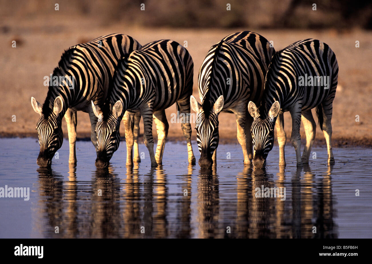 Burchell s Zebra Equus Burchelli Etosha Nationalpark Namibia Stockfoto