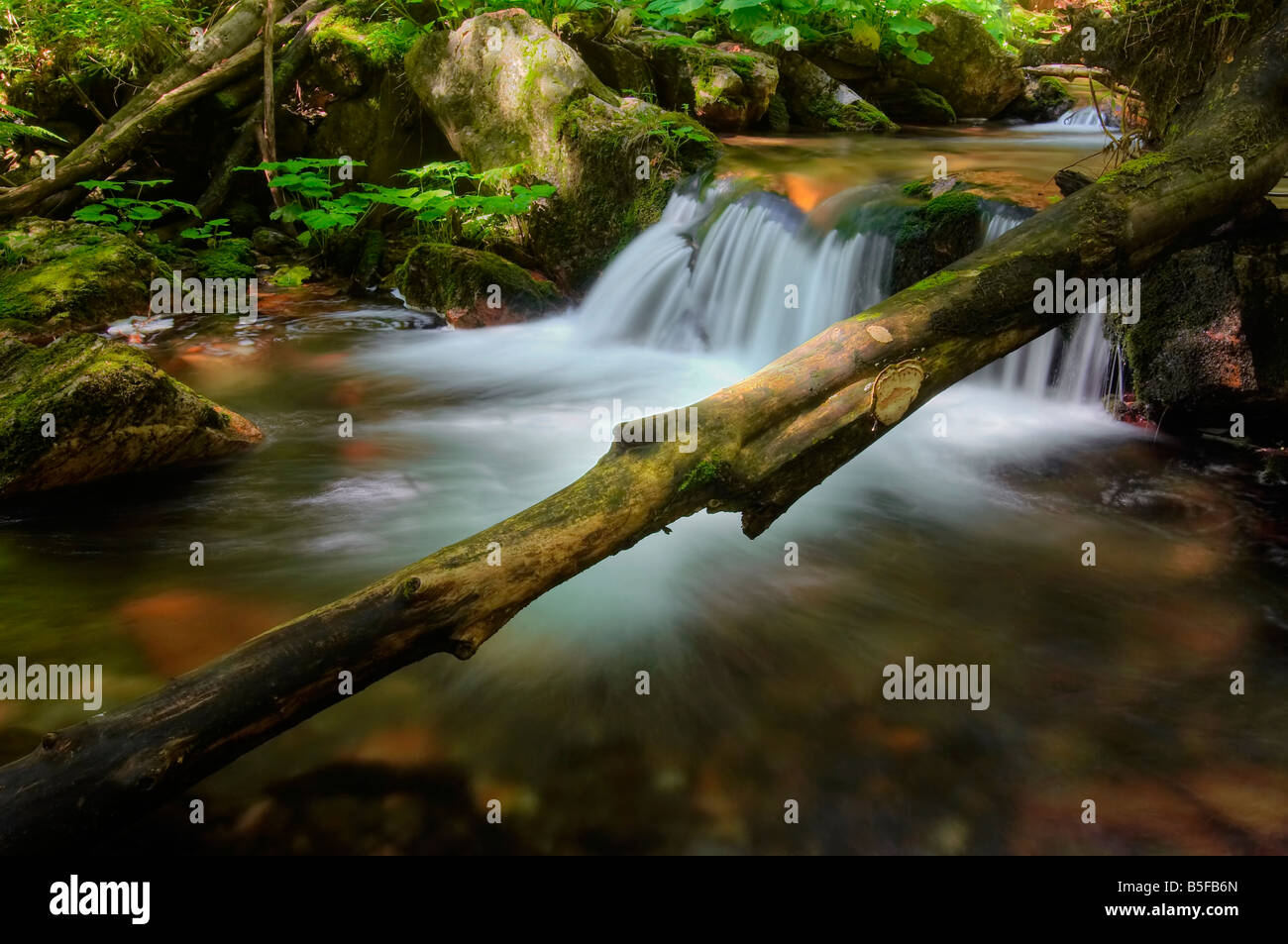 Flusstal der Stream weiß Opava - Naturschutzgebiet - Natur bewahren Stockfoto