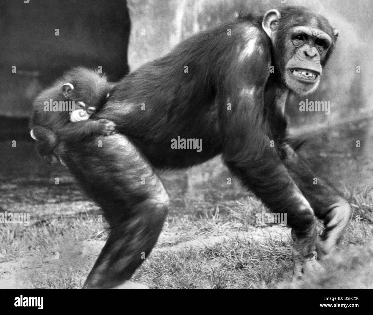 Chester Zoo wenn bist du ein Baby Schimpanse musst du wie der grimmige Tod Ihrer Mutter "Meg" hängen ist nicht das beste von Müttern April 1971 Stockfoto