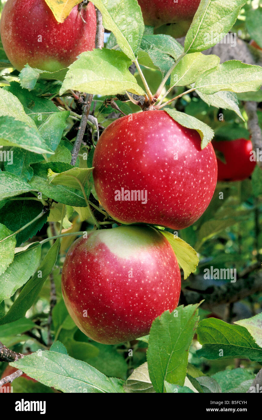 Äpfel hängen an Zweig "Rom-Schönheit". Stockfoto