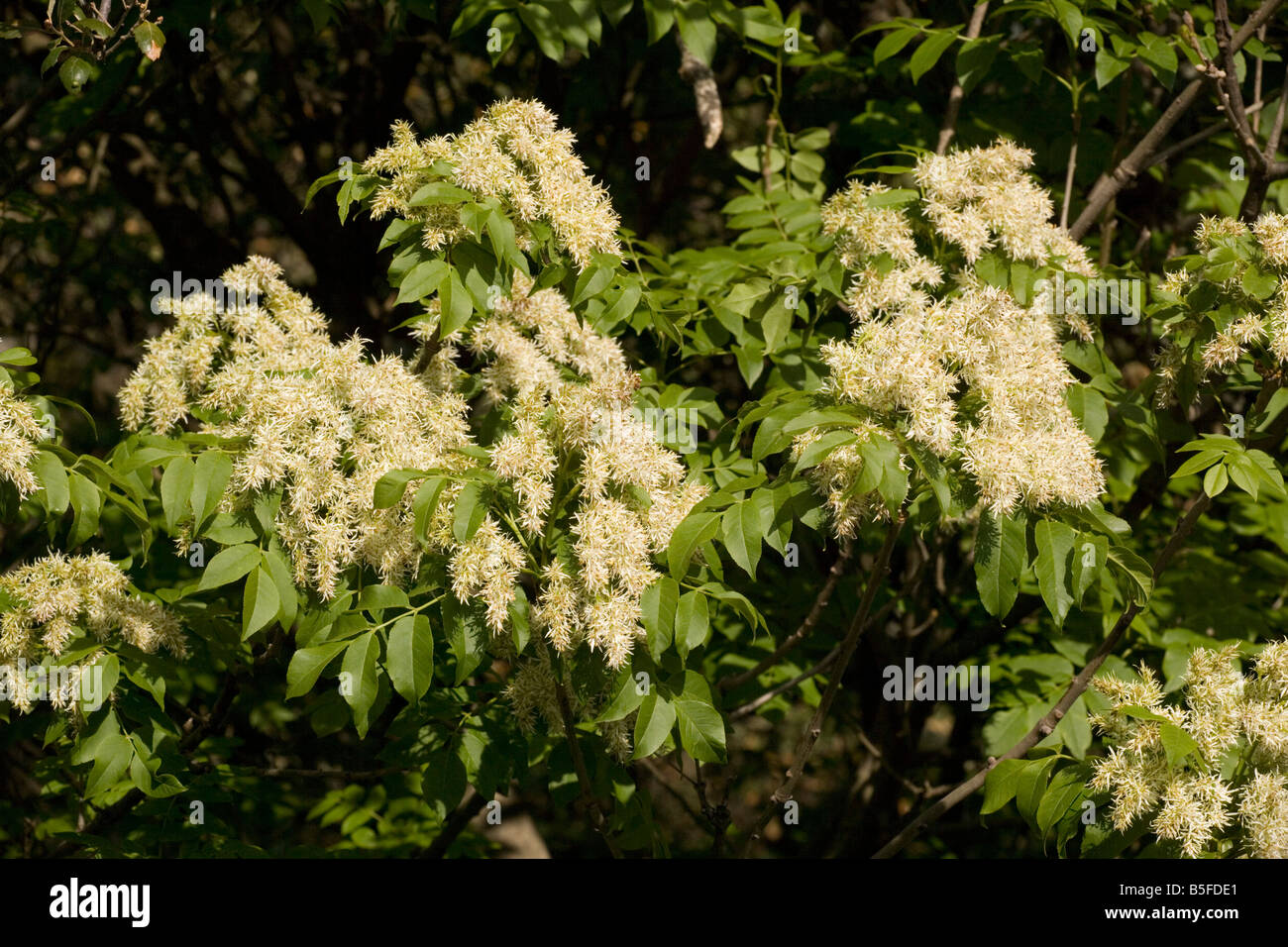 Manna-Esche Fraxinus Ornus in Sizilien Frühling Blüte Stockfoto