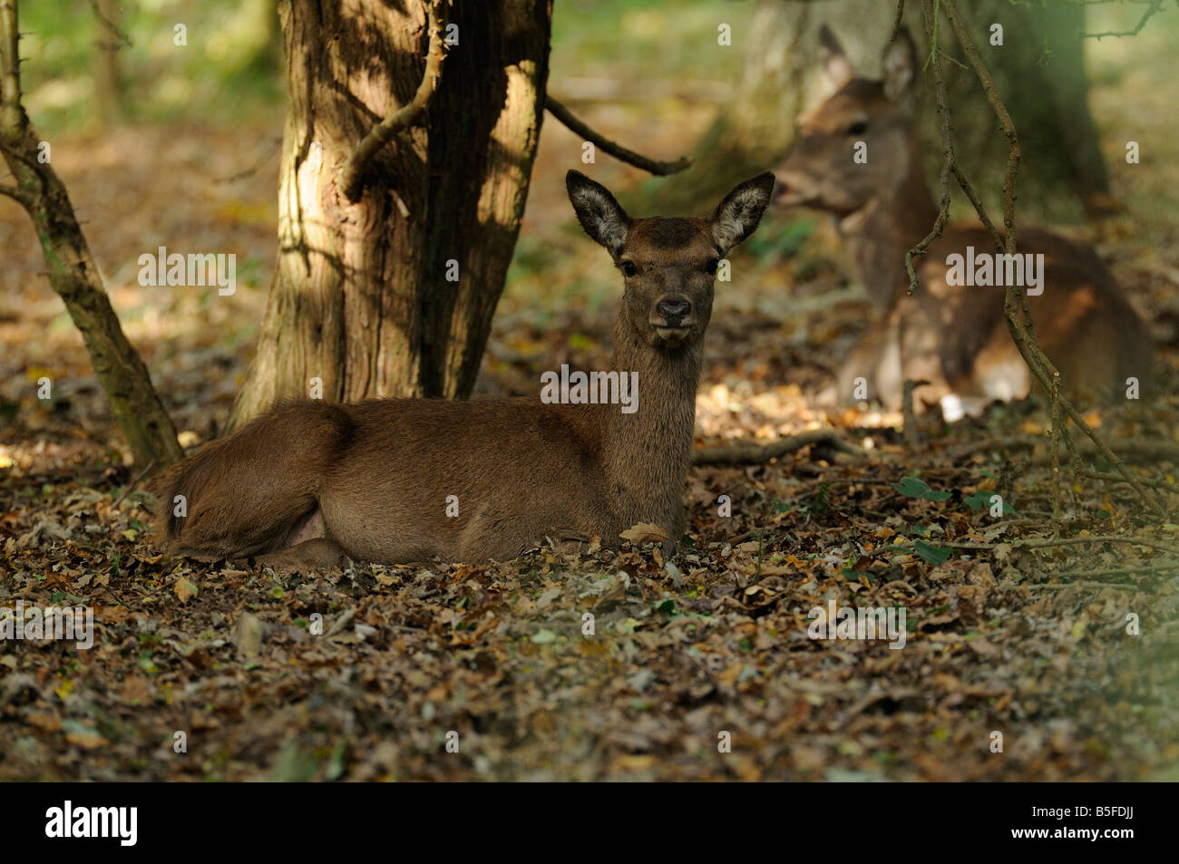 Hirsche im Wald Stockfoto