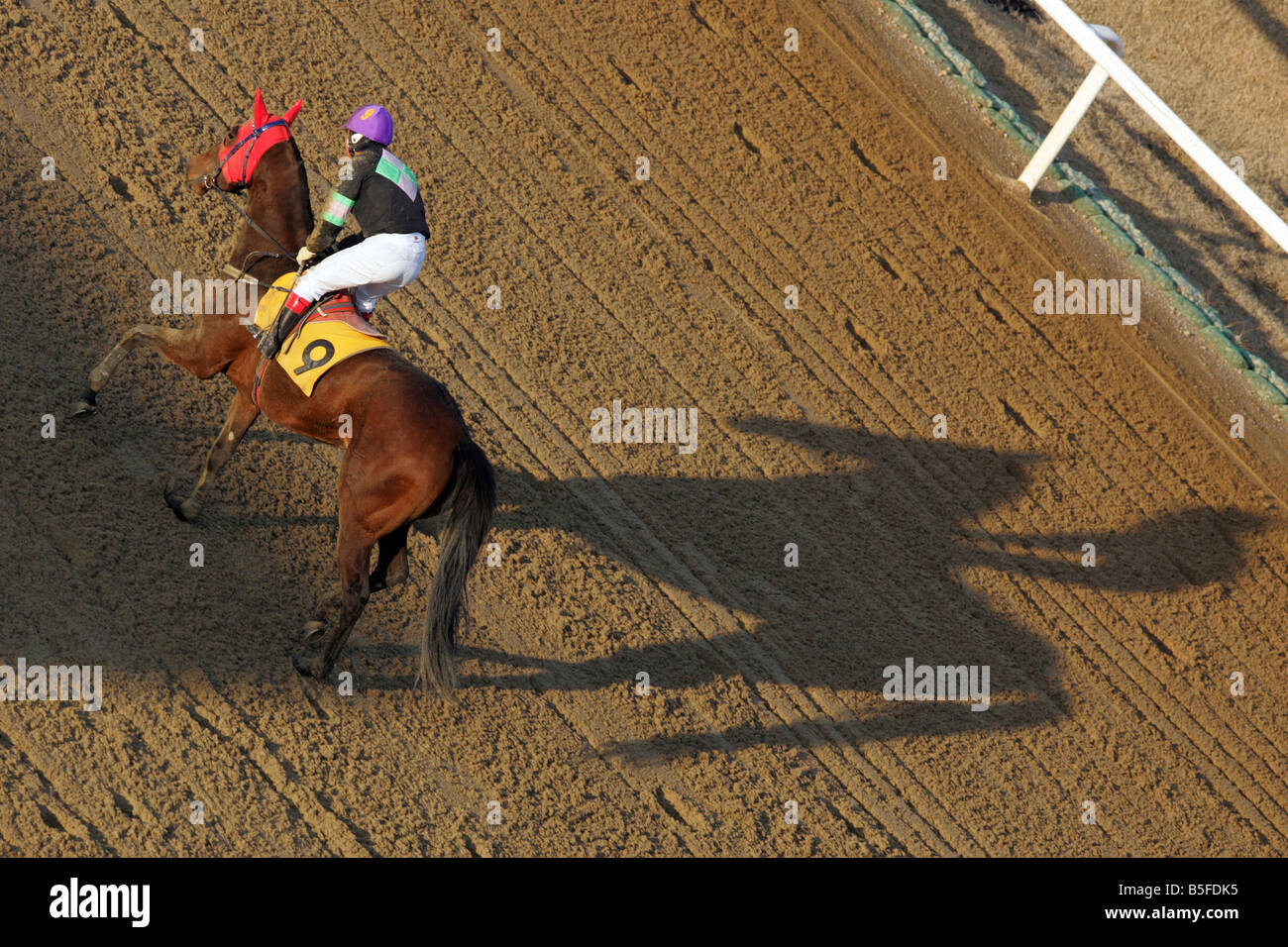 Jockey und sein Pferd Gießen Schatten auf der Rennstrecke, Seoul, Südkorea Stockfoto